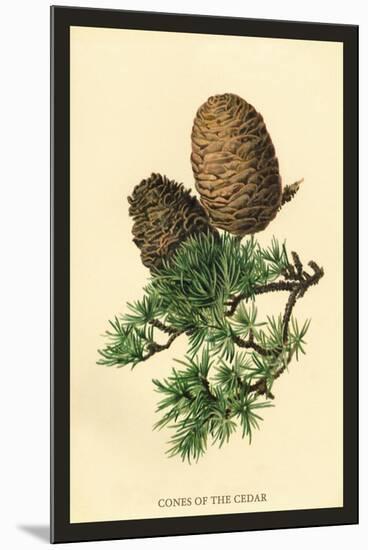 Cones of the Cedar-W.h.j. Boot-Mounted Art Print