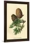 Cones of the Cedar-W.h.j. Boot-Framed Art Print