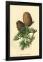 Cones of the Cedar-W.h.j. Boot-Framed Art Print