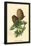 Cones of the Cedar-W.h.j. Boot-Framed Stretched Canvas