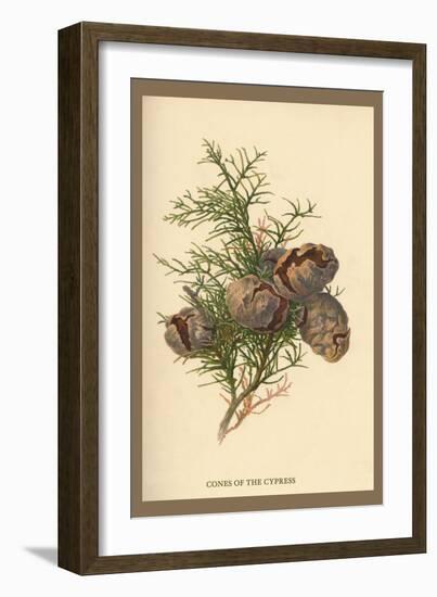 Cones of the Cypress-W.h.j. Boot-Framed Art Print