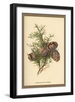 Cones of the Cypress-W.h.j. Boot-Framed Art Print