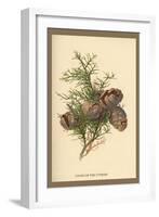 Cones of the Cypress-W.h.j. Boot-Framed Art Print