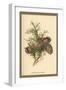 Cones of the Cypress-W.h.j. Boot-Framed Art Print