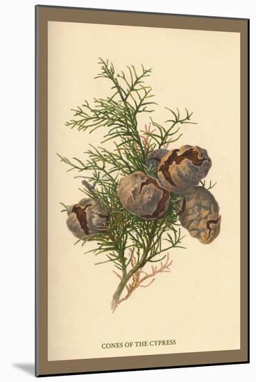 Cones of the Cypress-W.h.j. Boot-Mounted Art Print