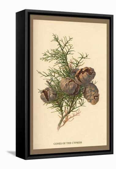 Cones of the Cypress-W.h.j. Boot-Framed Stretched Canvas