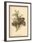 Cones of the Cypress-W.h.j. Boot-Framed Art Print