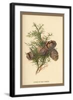 Cones of the Cypress-W.h.j. Boot-Framed Art Print