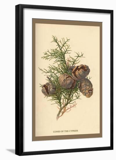 Cones of the Cypress-W.h.j. Boot-Framed Art Print