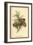 Cones of the Cypress-W.h.j. Boot-Framed Art Print