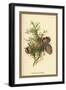 Cones of the Cypress-W.h.j. Boot-Framed Art Print