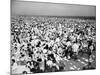 Coney Island, 1941-Science Source-Mounted Giclee Print
