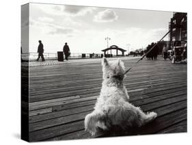 Coney Island Dog, NY, 2006-null-Stretched Canvas