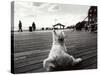 Coney Island Dog, NY, 2006-null-Stretched Canvas