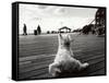 Coney Island Dog, NY, 2006-null-Framed Stretched Canvas