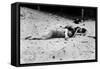 Coney Island: Sleeping-null-Framed Stretched Canvas