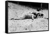 Coney Island: Sleeping-null-Framed Stretched Canvas