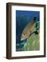 Coney-Hal Beral-Framed Photographic Print