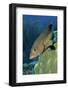 Coney-Hal Beral-Framed Photographic Print