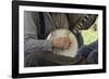 Confederate Soldier Reenactor Playing a Banjo in Camp, Shiloh National Military Park, Tennessee-null-Framed Photographic Print