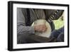 Confederate Soldier Reenactor Playing a Banjo in Camp, Shiloh National Military Park, Tennessee-null-Framed Photographic Print