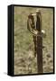 Confederate Sword, Shiloh National Military Park, Tennessee-null-Framed Stretched Canvas