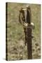 Confederate Sword, Shiloh National Military Park, Tennessee-null-Stretched Canvas