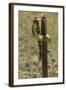 Confederate Sword, Shiloh National Military Park, Tennessee-null-Framed Photographic Print