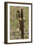 Confederate Sword, Shiloh National Military Park, Tennessee-null-Framed Photographic Print