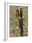 Confederate Sword, Shiloh National Military Park, Tennessee-null-Framed Photographic Print