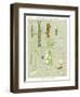 Confervaceae, Ulvaceae, and Myxomycetes-null-Framed Giclee Print