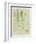 Confervaceae, Ulvaceae, and Myxomycetes-null-Framed Giclee Print