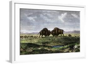 Confrontation Between Bulls in a Buffalo Herd, Great Plains-null-Framed Giclee Print