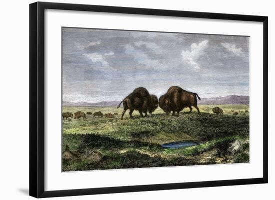 Confrontation Between Bulls in a Buffalo Herd, Great Plains-null-Framed Giclee Print