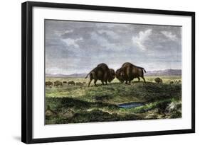 Confrontation Between Bulls in a Buffalo Herd, Great Plains-null-Framed Giclee Print