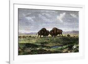 Confrontation Between Bulls in a Buffalo Herd, Great Plains-null-Framed Giclee Print