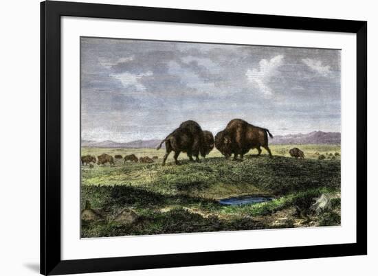 Confrontation Between Bulls in a Buffalo Herd, Great Plains-null-Framed Giclee Print