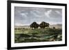 Confrontation Between Bulls in a Buffalo Herd, Great Plains-null-Framed Giclee Print