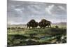 Confrontation Between Bulls in a Buffalo Herd, Great Plains-null-Mounted Giclee Print