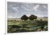 Confrontation Between Bulls in a Buffalo Herd, Great Plains-null-Framed Giclee Print