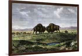 Confrontation Between Bulls in a Buffalo Herd, Great Plains-null-Framed Giclee Print