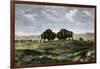 Confrontation Between Bulls in a Buffalo Herd, Great Plains-null-Framed Giclee Print