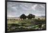 Confrontation Between Bulls in a Buffalo Herd, Great Plains-null-Framed Giclee Print