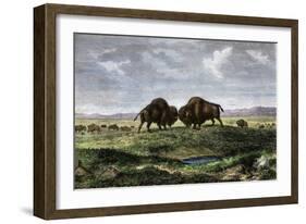 Confrontation Between Bulls in a Buffalo Herd, Great Plains-null-Framed Giclee Print