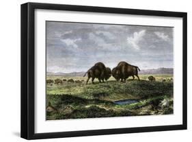 Confrontation Between Bulls in a Buffalo Herd, Great Plains-null-Framed Giclee Print