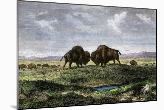 Confrontation Between Bulls in a Buffalo Herd, Great Plains-null-Mounted Giclee Print