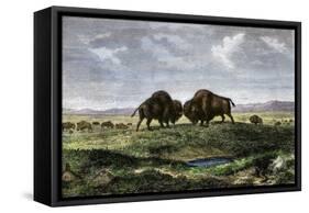 Confrontation Between Bulls in a Buffalo Herd, Great Plains-null-Framed Stretched Canvas