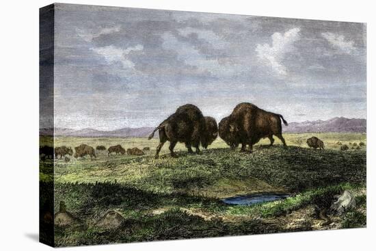 Confrontation Between Bulls in a Buffalo Herd, Great Plains-null-Stretched Canvas