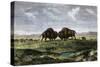 Confrontation Between Bulls in a Buffalo Herd, Great Plains-null-Stretched Canvas