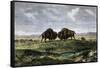 Confrontation Between Bulls in a Buffalo Herd, Great Plains-null-Framed Stretched Canvas